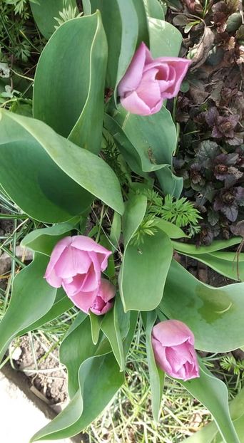  - A - A-Gradina de flori 2020