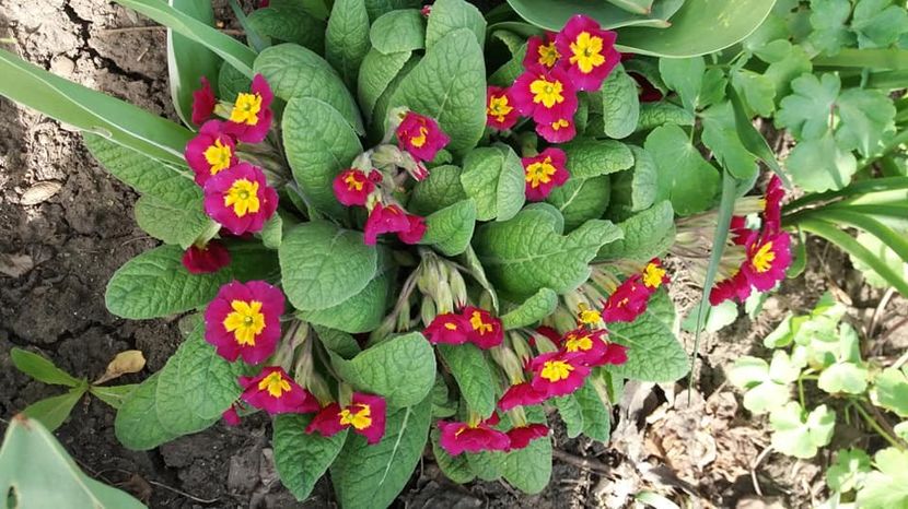  - A - A-Gradina de flori 2020