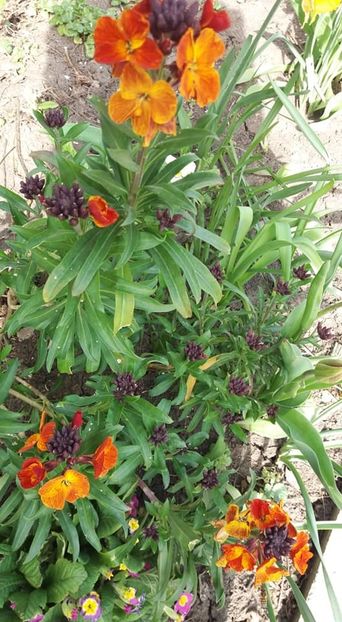  - A - A-Gradina de flori 2020