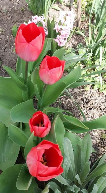  - A - A-Gradina de flori 2020