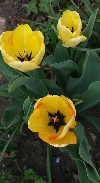  - A - A-Gradina de flori 2020