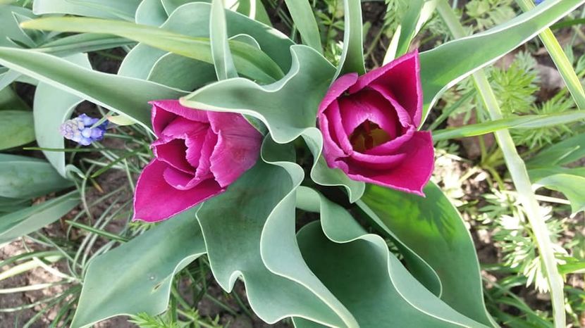  - A - A-Gradina de flori 2020