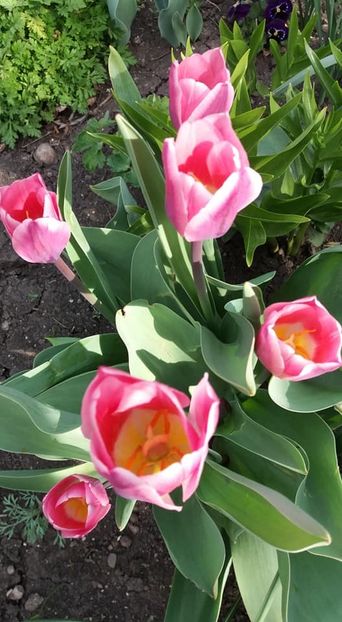  - A - A-Gradina de flori 2020