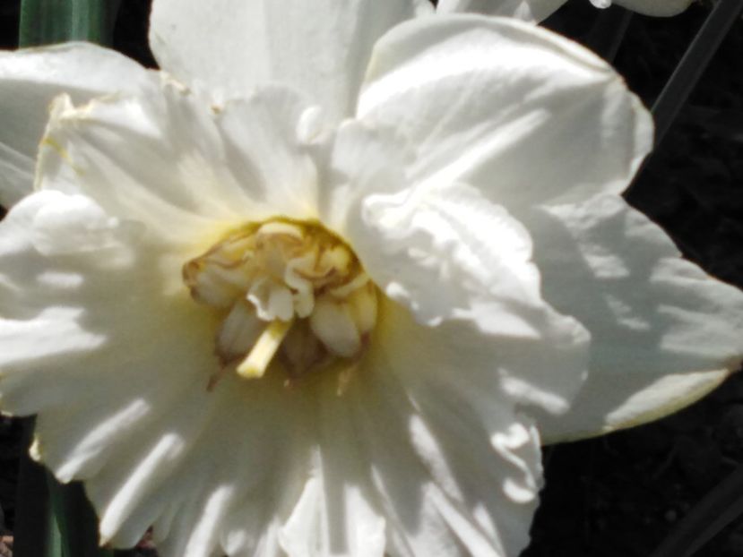  - dragostea  de natura