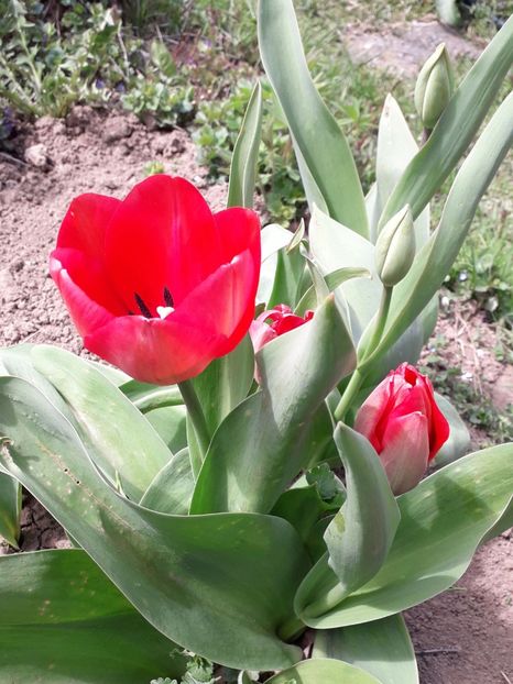  - AAAA_LALELE 2019_2020_2022_2023