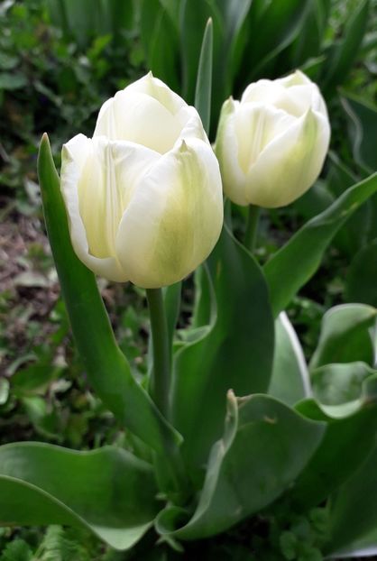  - AAAA_LALELE 2019_2020_2022_2023