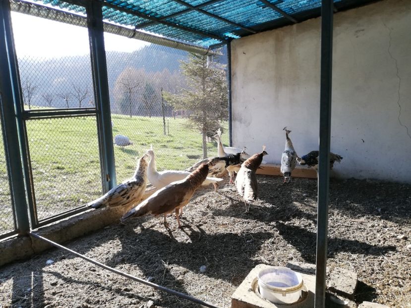  - Păuni aripă neagră arlechin 2020