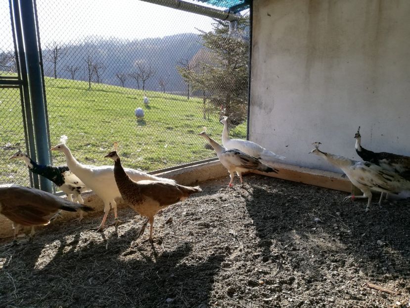  - Păuni aripă neagră arlechin 2020