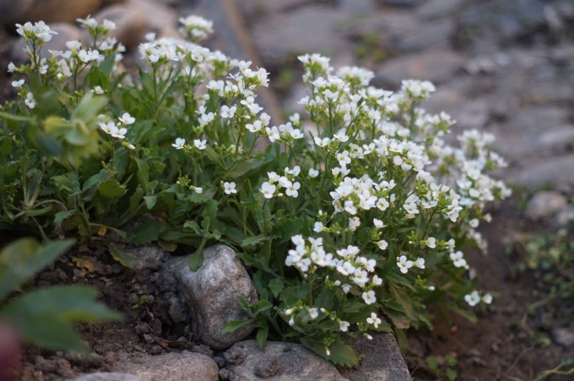  - APRILIE 2019- APRILIE 2020