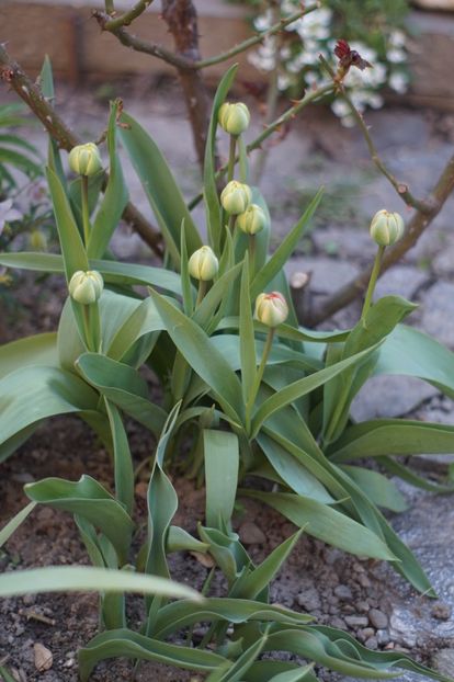  - APRILIE 2019- APRILIE 2020