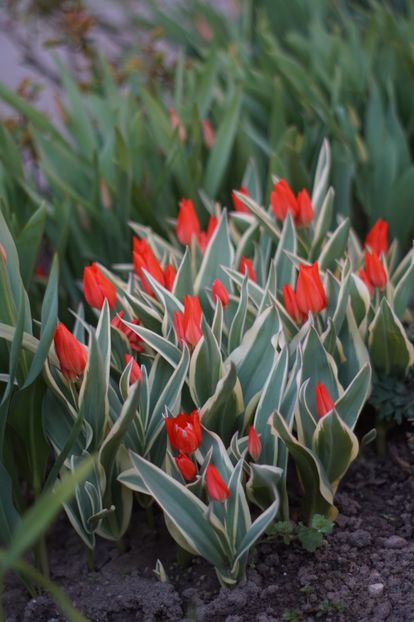  - APRILIE 2019- APRILIE 2020