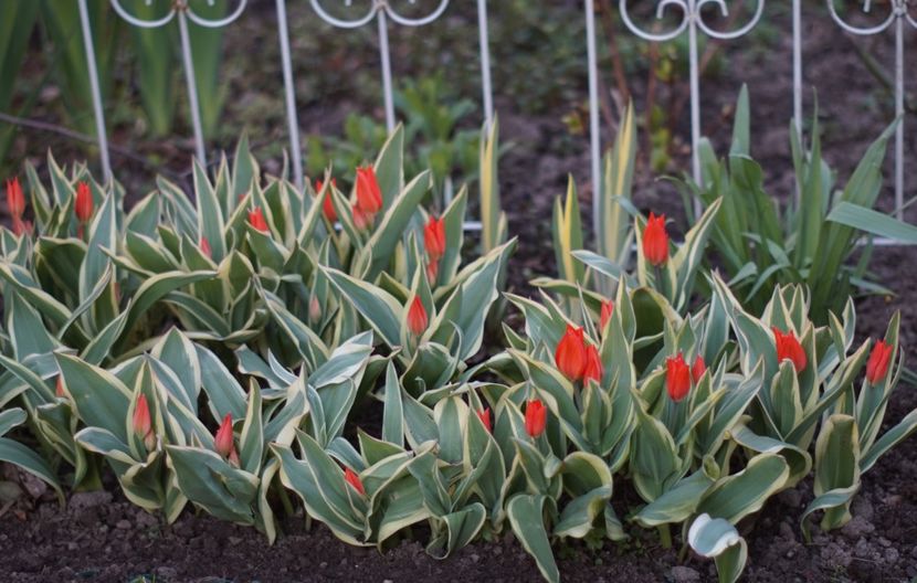  - APRILIE 2019- APRILIE 2020