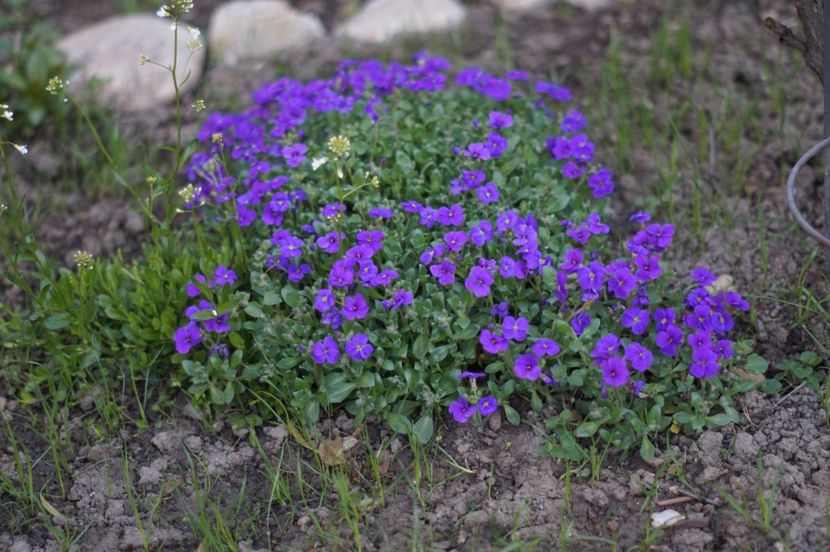  - APRILIE 2019- APRILIE 2020