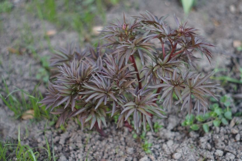  - APRILIE 2019- APRILIE 2020