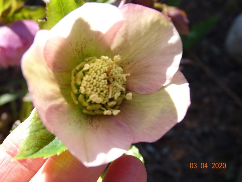 bebe helleborus - Primavara 2020