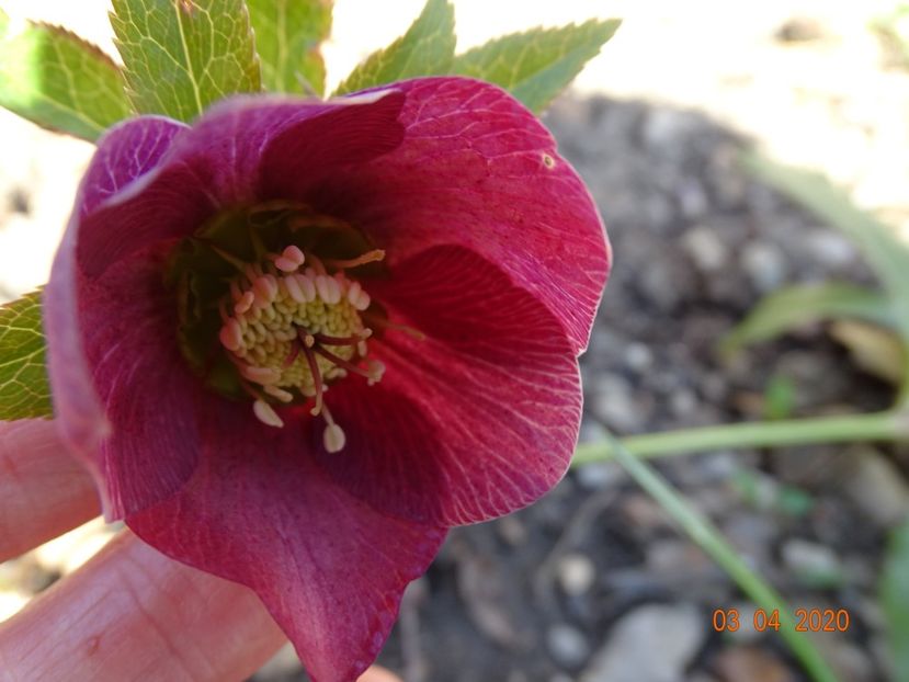 helleborus Montsegur - Primavara 2020