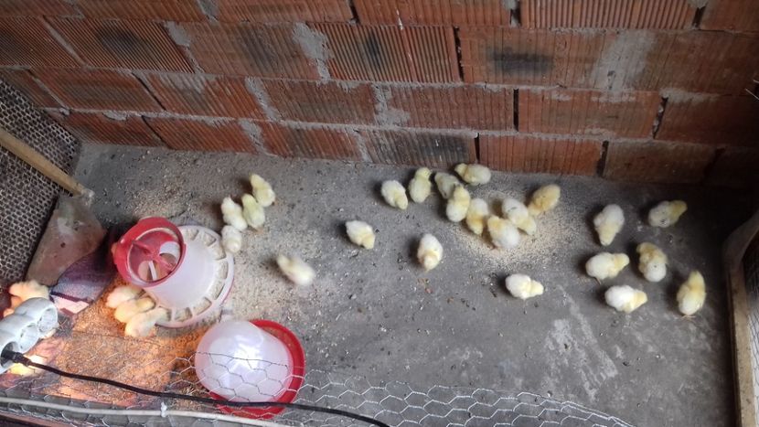  - Pui sussex prima runda 28martie2020