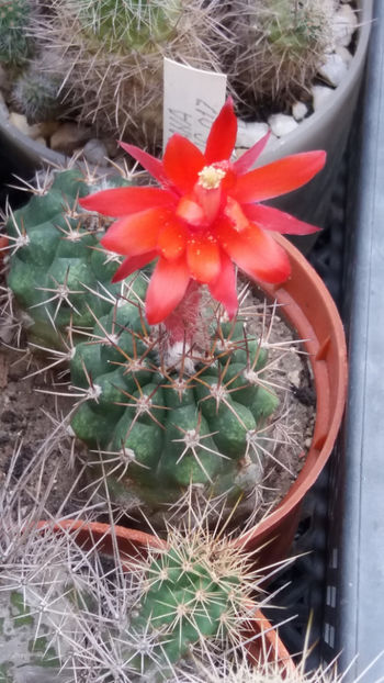 flori 014 - cactusi si suculente 2020