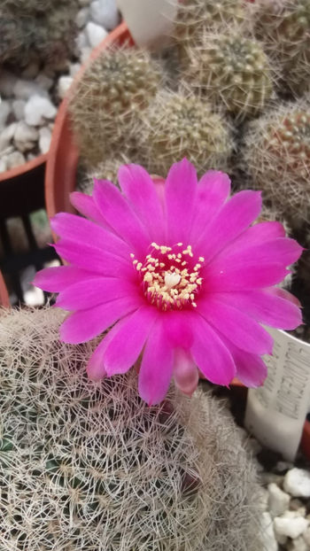 flori 015 - cactusi si suculente 2020