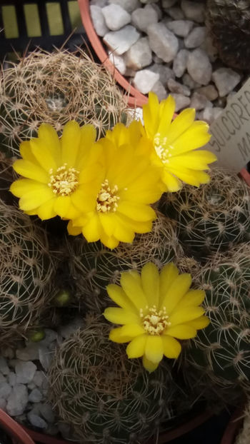 flori 016 - cactusi si suculente 2020