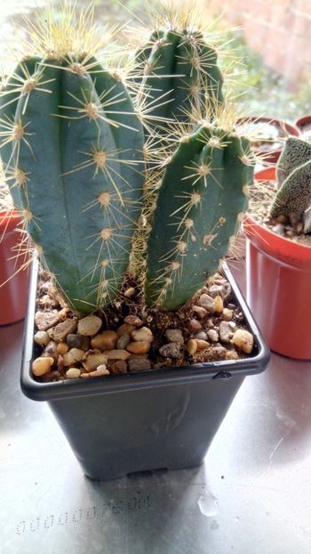 P. azureus - Pilosocereus