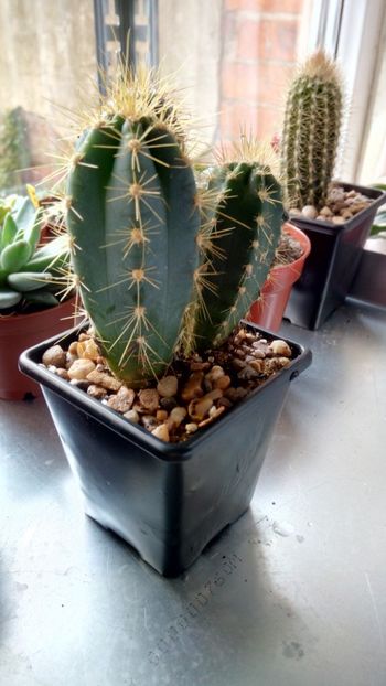 P. azureus - Pilosocereus