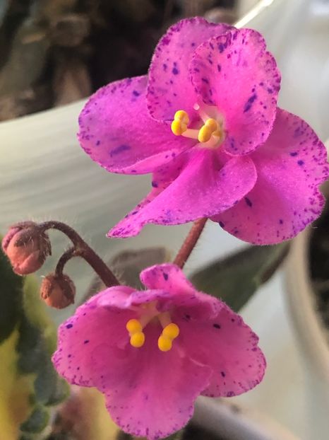 919E3269-BB8B-4BD3-9B06-DB8CB113111A - Rebel-s Amy