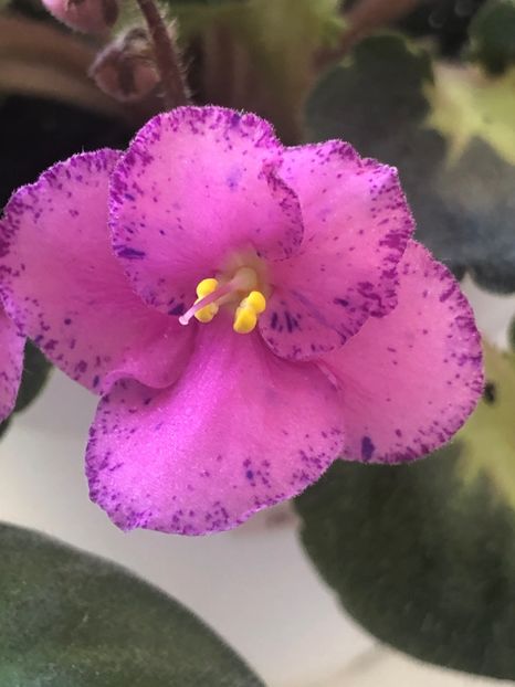 3564A707-CE62-4526-BD02-3B7AAC6E7799 - Rebel-s Amy