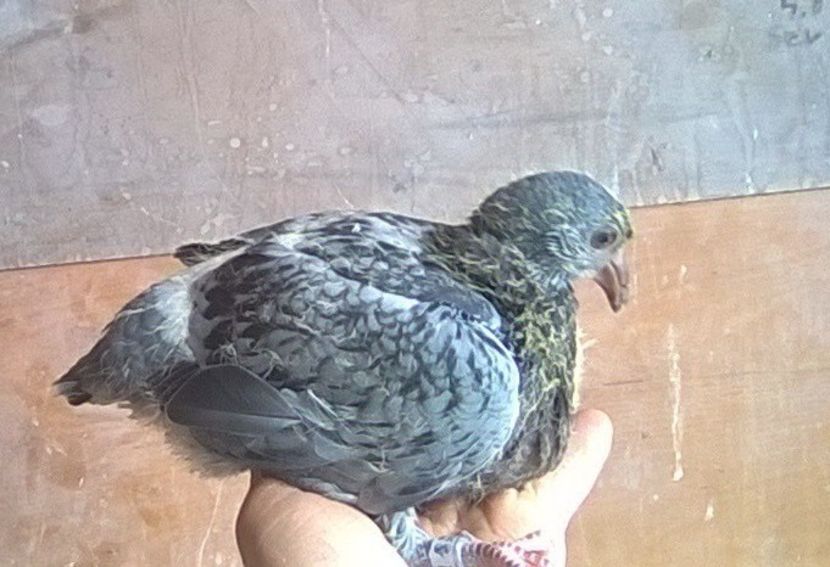 05.04.2020 Voiajor. - Porumbei mei Voiajori si Zburatori de Severin