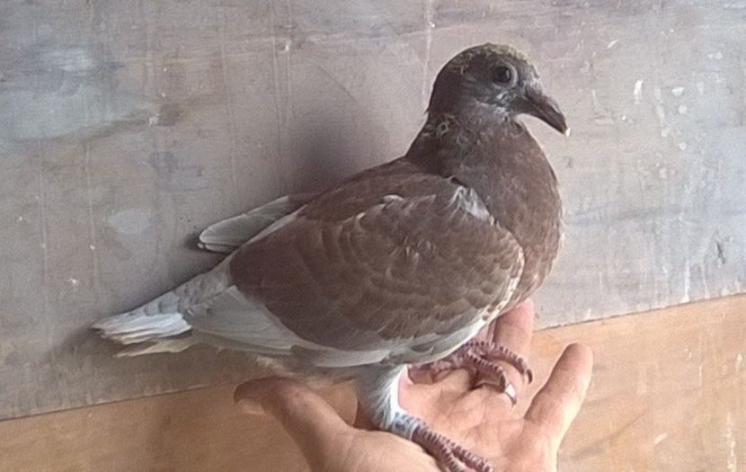 05.04.2020 Voiajor.. - Porumbei mei Voiajori si Zburatori de Severin