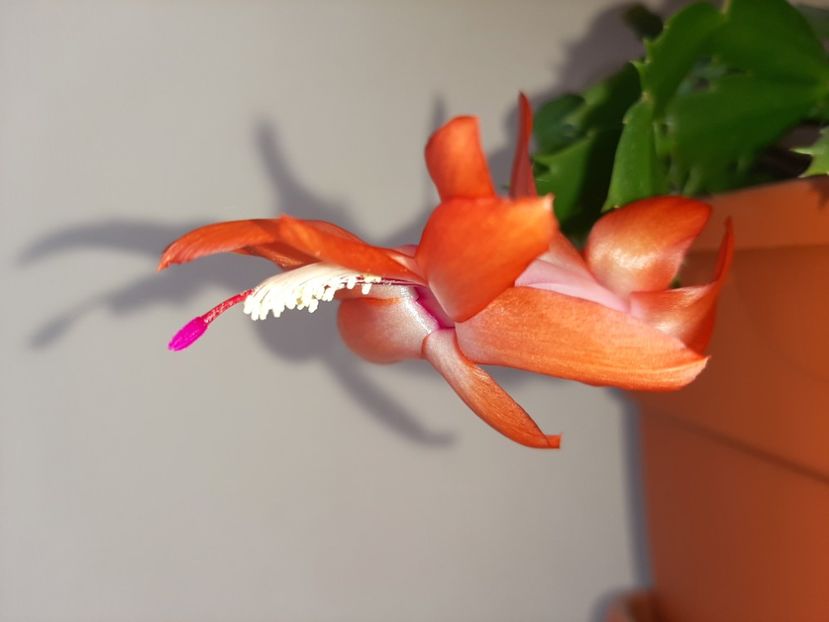  - Florile mele în aprilie 2020