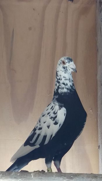  - Pietraini matca 2020