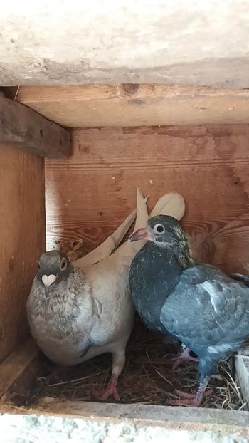  - Voiajori colorati matca 2020