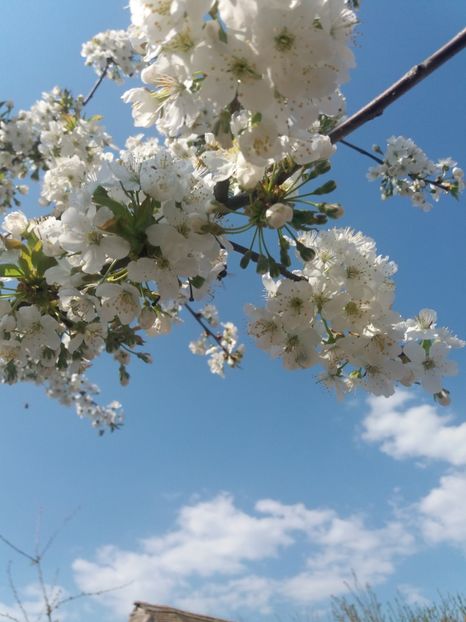 Flori de cires - Rezultate bune