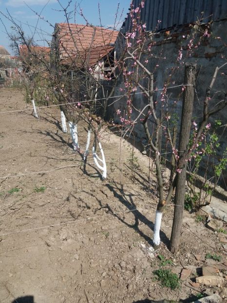 Piersic - Rezultate bune