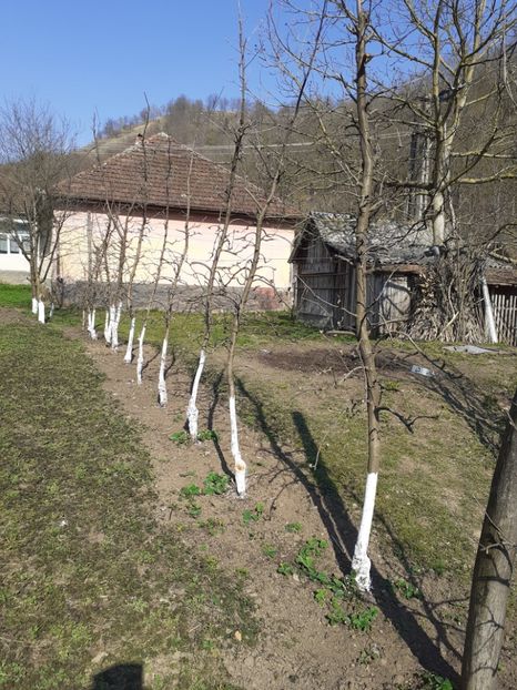  - În carantină muncind