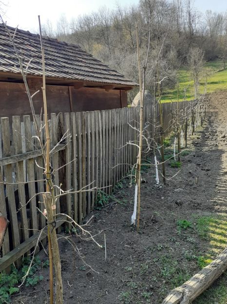  - În carantină muncind