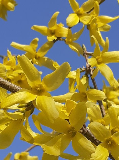  - În carantină muncind