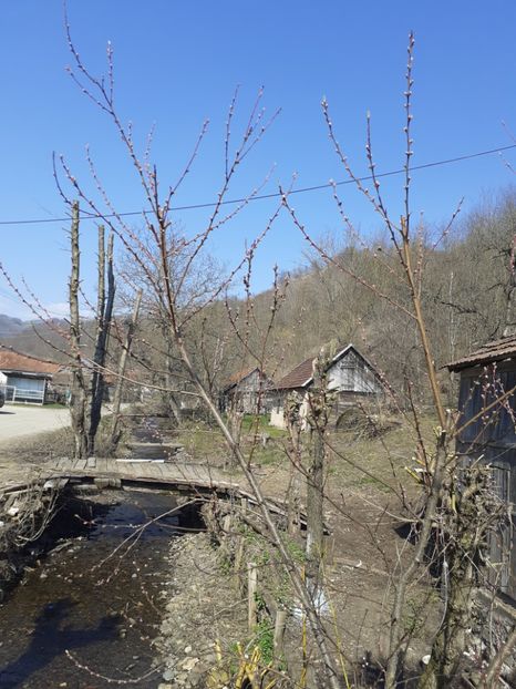  - În carantină muncind