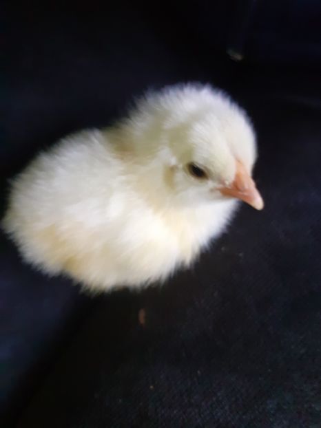  - În carantină muncind