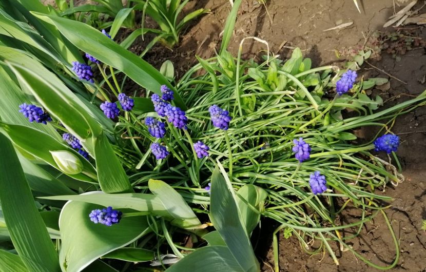 muscari - 2020 Ian feb martie aprilie