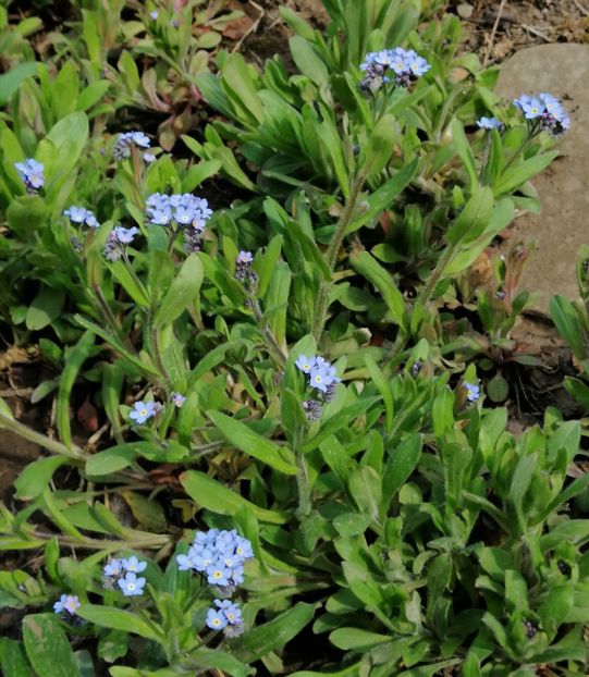 myosotis.ul a ramas mic  :( - 2020 Ian feb martie aprilie