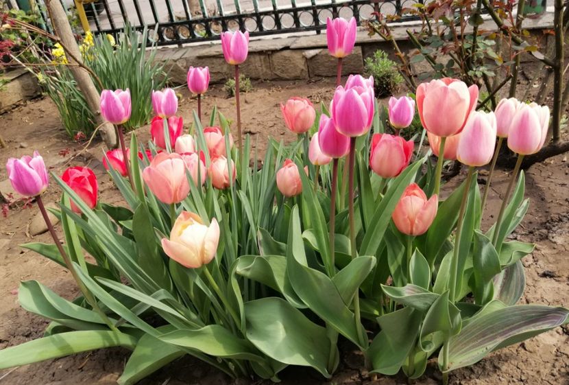  - 2020 Ian feb martie aprilie