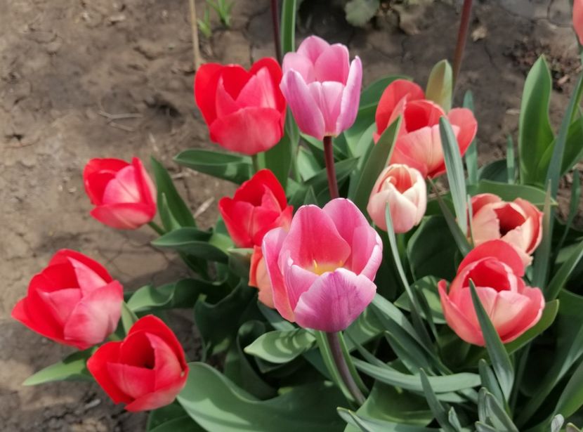  - 2020 Ian feb martie aprilie