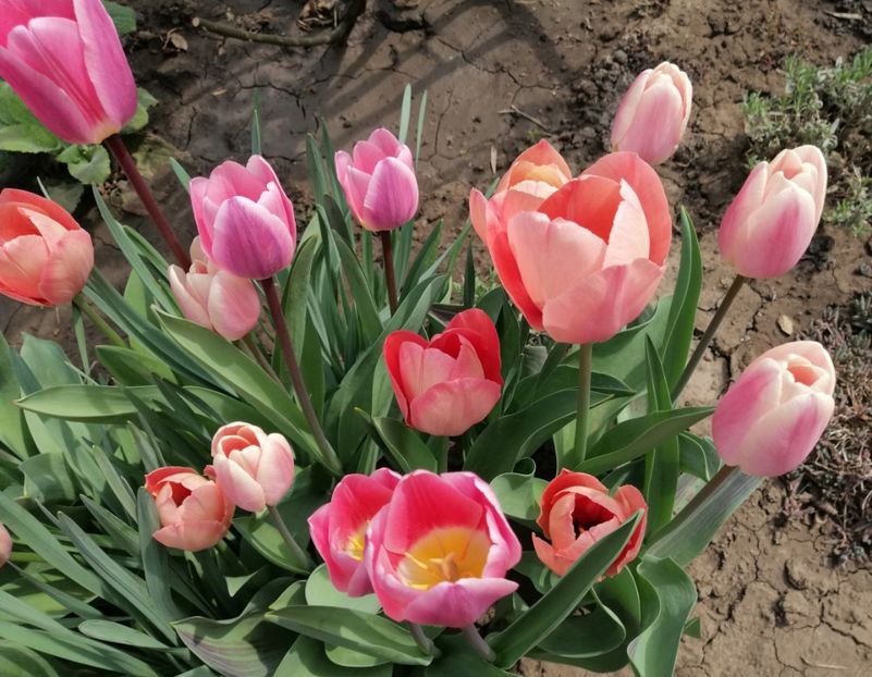  - 2020 Ian feb martie aprilie