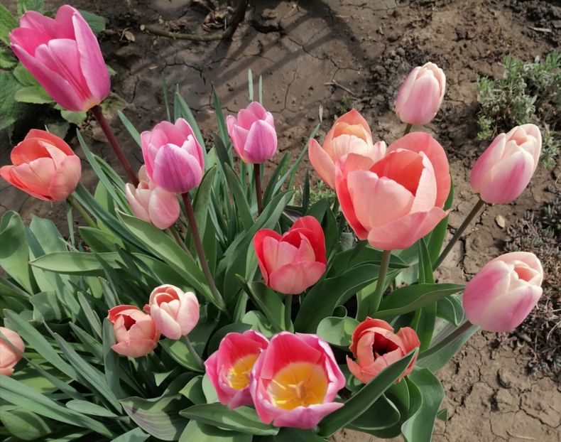 5 aprilie - 2020 Ian feb martie aprilie