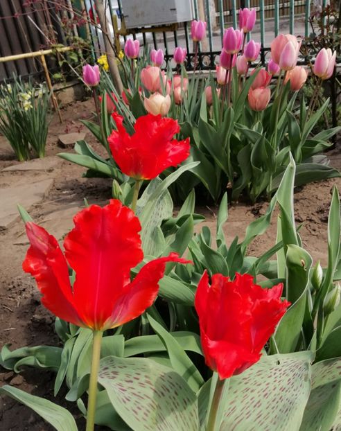 lalele giant parrot - 2020 Ian feb martie aprilie