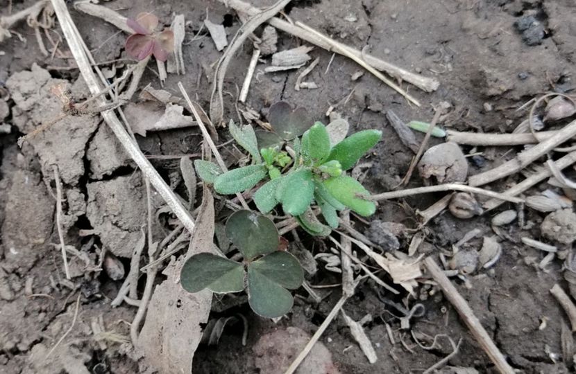  - 2020 Ian feb martie aprilie