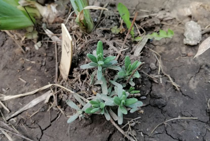  - 2020 Ian feb martie aprilie