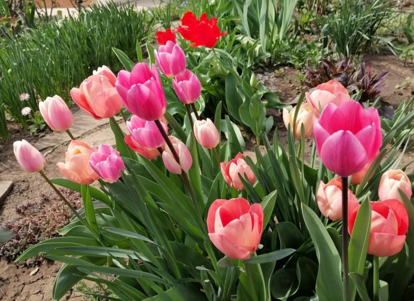 lalele darwin - 2020 Ian feb martie aprilie